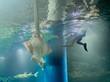 マクセル アクアパーク品川に投稿された画像（2026/2/27）