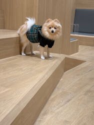 いぬカフェRio 浅草店に投稿された画像（2026/2/27）