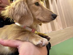 いぬカフェRio 浅草店に投稿された画像（2026/2/27）