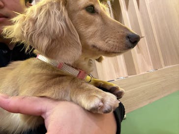 いぬカフェRio 浅草店に投稿された画像（2026/2/27）