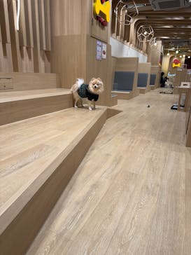 いぬカフェRio 浅草店に投稿された画像（2026/2/27）