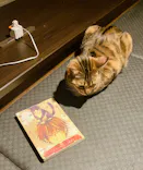 猫カフェPuchiMarry　京都河原町店に投稿された画像（2026/2/27）