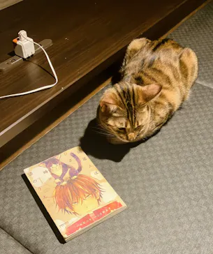 猫カフェPuchiMarry　京都河原町店に投稿された画像（2026/2/27）