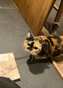 猫カフェPuchiMarry　京都河原町店に投稿された画像（2026/2/27）