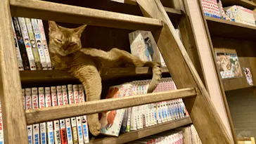 猫カフェPuchiMarry　京都河原町店に投稿された画像（2026/2/27）