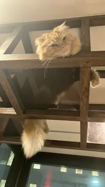 猫カフェPuchiMarry　京都河原町店に投稿された画像（2026/2/27）