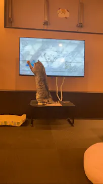 猫カフェPuchiMarry　京都河原町店に投稿された画像（2026/2/27）