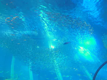 横浜・八景島シーパラダイスに投稿された画像（2026/2/27）