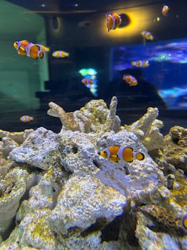 大分マリーンパレス水族館 「うみたまご」に投稿された画像（2026/2/27）