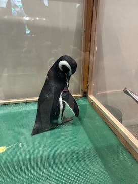 大分マリーンパレス水族館 「うみたまご」に投稿された画像（2026/2/27）