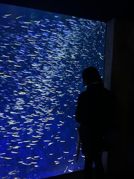 大分マリーンパレス水族館 「うみたまご」に投稿された画像（2026/2/27）