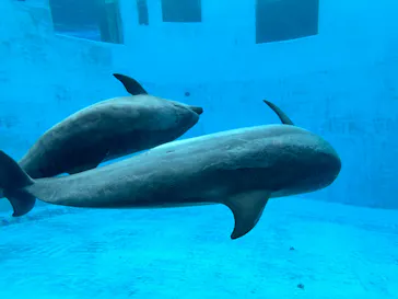 名古屋港水族館に投稿された画像（2026/2/27）