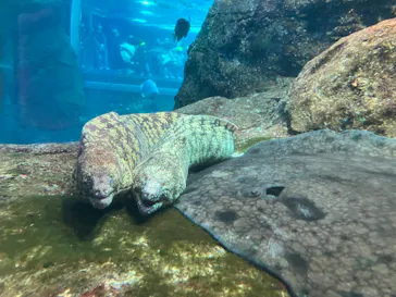 新江ノ島水族館に投稿された画像（2026/2/27）