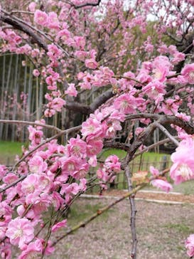 万博記念公園に投稿された画像（2026/2/27）