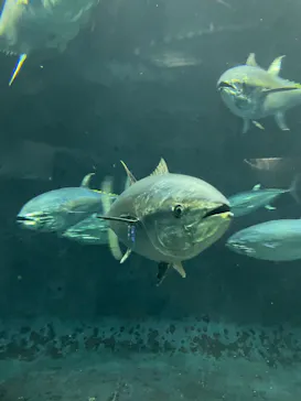 葛西臨海水族園に投稿された画像（2026/2/27）