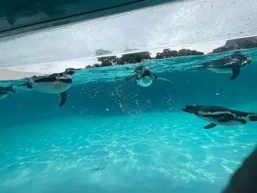 葛西臨海水族園に投稿された画像（2026/2/27）