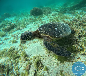 OCEAN'S SEVEN（オーシャンズセブン）に投稿された画像（2026/2/27）