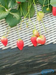 ICHIGOHOUSE.HITACHINAKAに投稿された画像（2026/2/27）