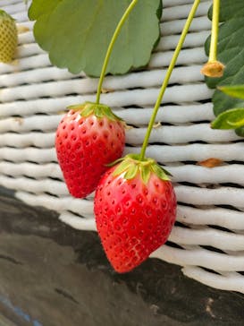 ICHIGOHOUSE.HITACHINAKAに投稿された画像（2026/2/27）