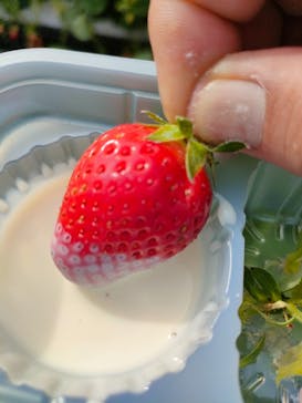 ICHIGOHOUSE.HITACHINAKAに投稿された画像（2026/2/27）