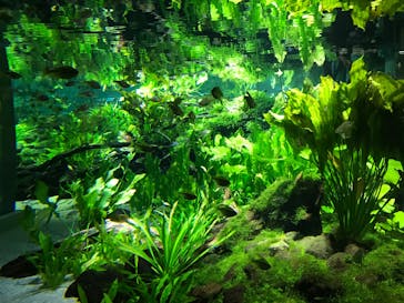 カワスイ 川崎⽔族館に投稿された画像（2026/2/27）