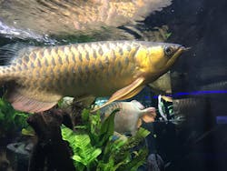 カワスイ 川崎⽔族館に投稿された画像（2026/2/27）