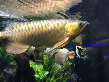 カワスイ 川崎⽔族館に投稿された画像（2026/2/27）