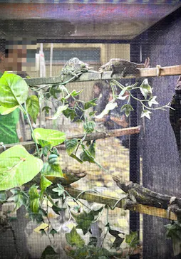 レプタイルズフィーバー 2026 Winter に投稿された画像（2026/2/27）