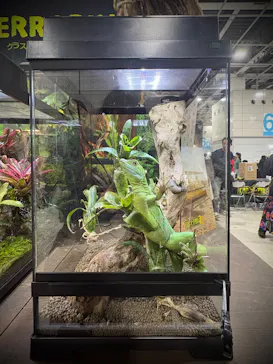 レプタイルズフィーバー 2026 Winter に投稿された画像（2026/2/27）