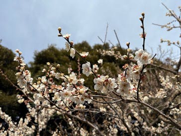 偕楽園本園に投稿された画像（2026/2/27）