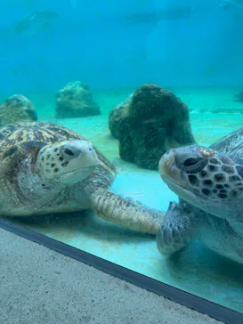 沖縄美ら海水族館に投稿された画像（2026/2/27）
