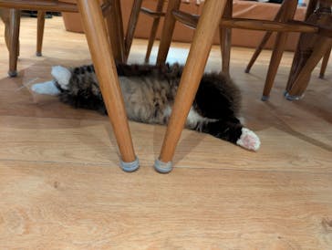 猫カフェモカ　池袋東口店に投稿された画像（2026/2/28）