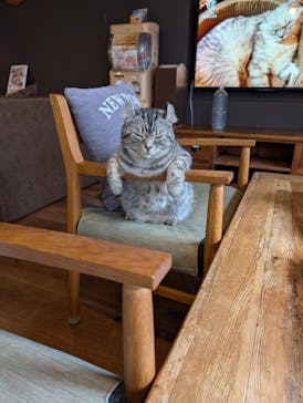 猫カフェモカ　池袋東口店に投稿された画像（2026/2/28）