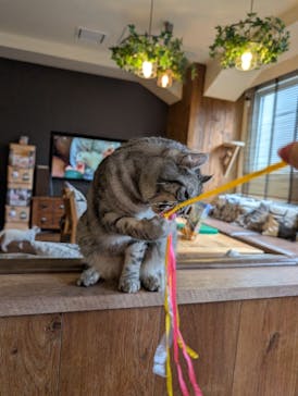 猫カフェモカ　池袋東口店に投稿された画像（2026/2/28）