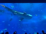 沖縄美ら海水族館に投稿された画像（2026/2/28）
