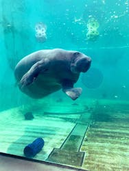 沖縄美ら海水族館に投稿された画像（2026/2/28）