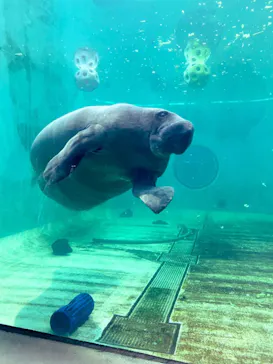 沖縄美ら海水族館に投稿された画像（2026/2/28）