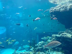 沖縄美ら海水族館に投稿された画像（2026/2/28）