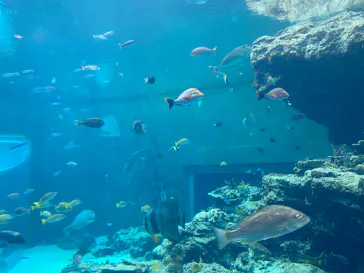 沖縄美ら海水族館に投稿された画像（2026/2/28）