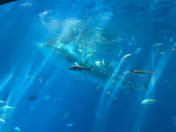 セルリアンブルーに投稿された画像（2026/2/28）