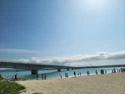 セルリアンブルーに投稿された画像（2026/2/28）