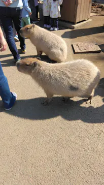 伊豆シャボテン動物公園に投稿された画像（2026/2/28）