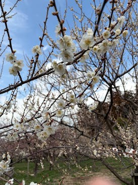 偕楽園本園に投稿された画像（2026/2/28）