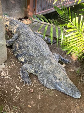 熱川バナナワニ園に投稿された画像（2026/2/28）