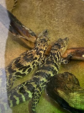 熱川バナナワニ園に投稿された画像（2026/2/28）