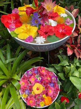 熱川バナナワニ園に投稿された画像（2026/2/28）