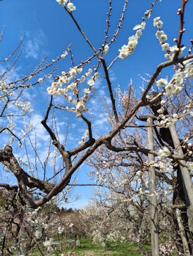 偕楽園本園に投稿された画像（2026/2/28）