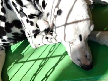 つくばわんわんランドに投稿された画像（2026/2/28）