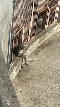 井の頭自然文化園に投稿された画像（2026/2/28）