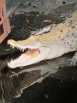 熱川バナナワニ園に投稿された画像（2026/2/28）